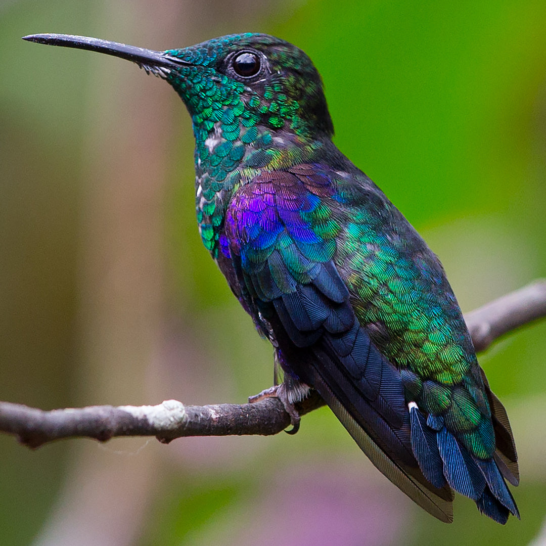 Kolibri